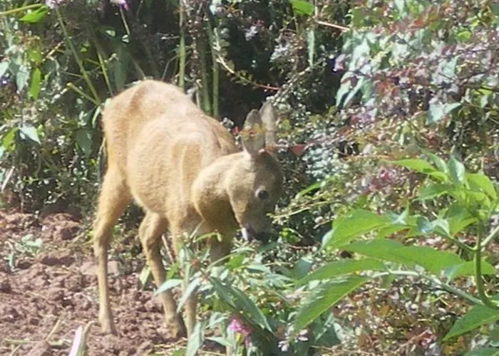 Spacieuse Avec Piscine, Et Hammam - Fr-1-589-721
